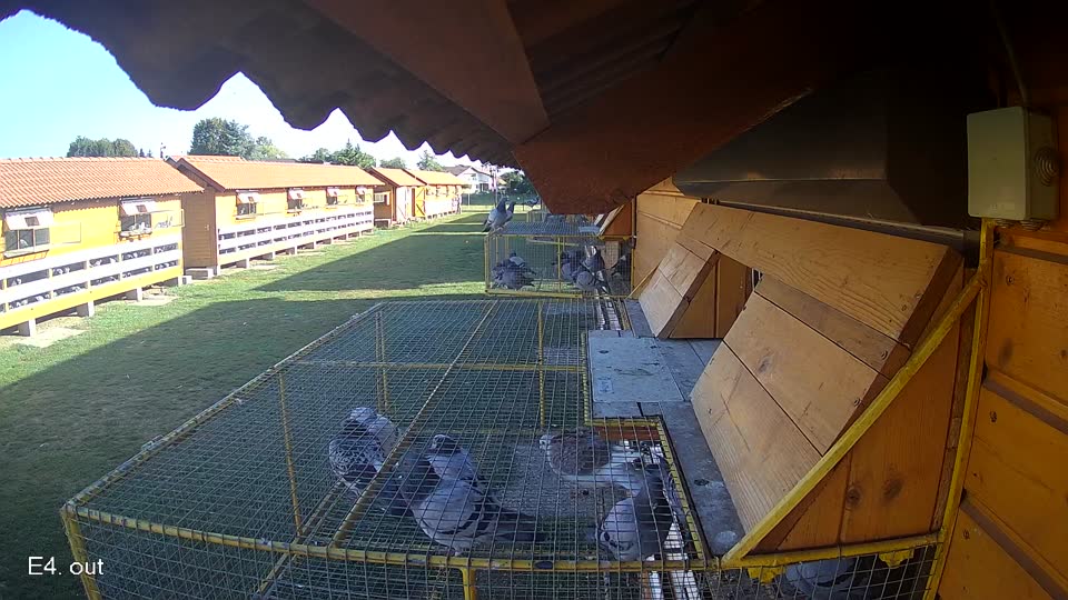Pigeon Arrival Image For Race Race 5