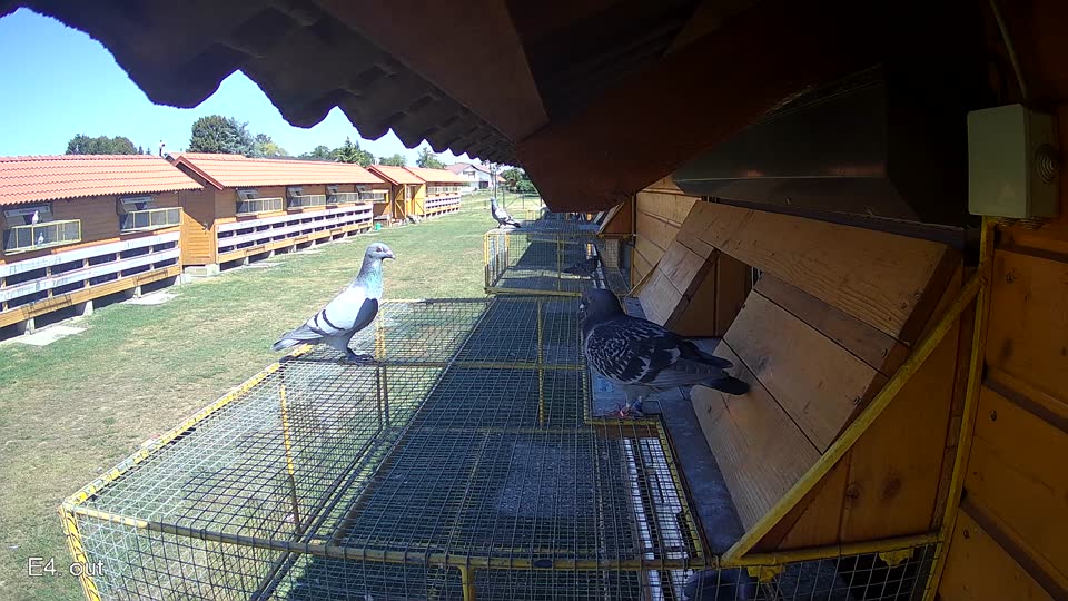 Pigeon Arrival Image For Race Race 3