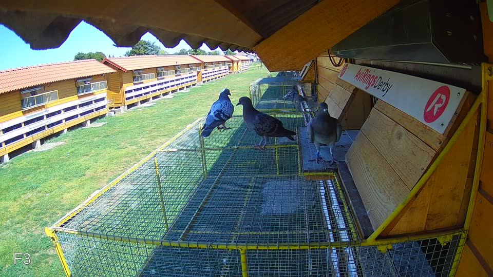 Pigeon Arrival Image For Race Race 2