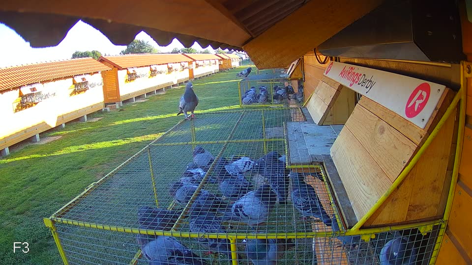 Pigeon Arrival Image For Race Race 4
