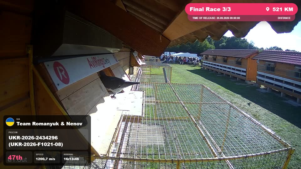 Pigeon Arrival Image For Race Final Race 3/3