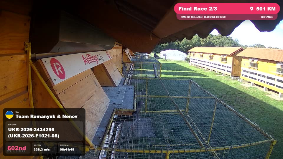 Pigeon Arrival Image For Race Final Race 2/3