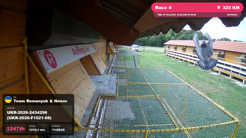 Pigeon Arrival Image For Race Race 4