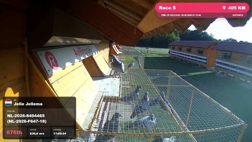 Pigeon Arrival Image For Race Race 5