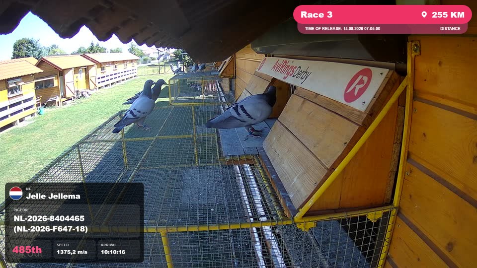 Pigeon Arrival Image For Race Race 3