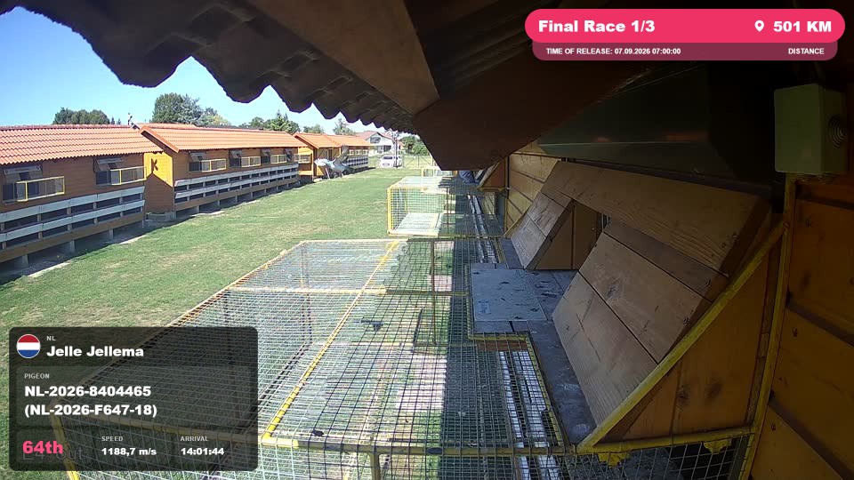 Pigeon Arrival Image For Race Final Race 1/3