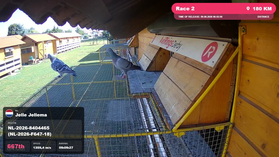 Pigeon Arrival Image For Race Race 2