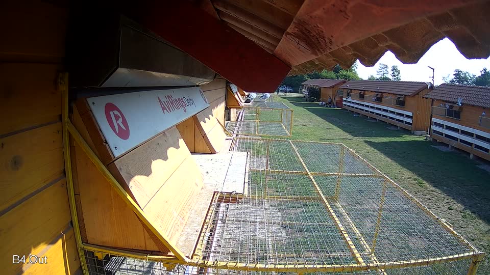 Pigeon Arrival Image For Race Race 1