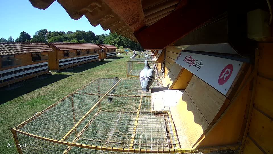 Pigeon Arrival Image For Race Race 3
