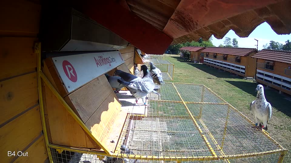 Pigeon Arrival Image For Race Race 2