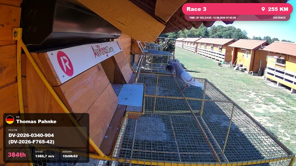 Pigeon Arrival Image For Race Race 3