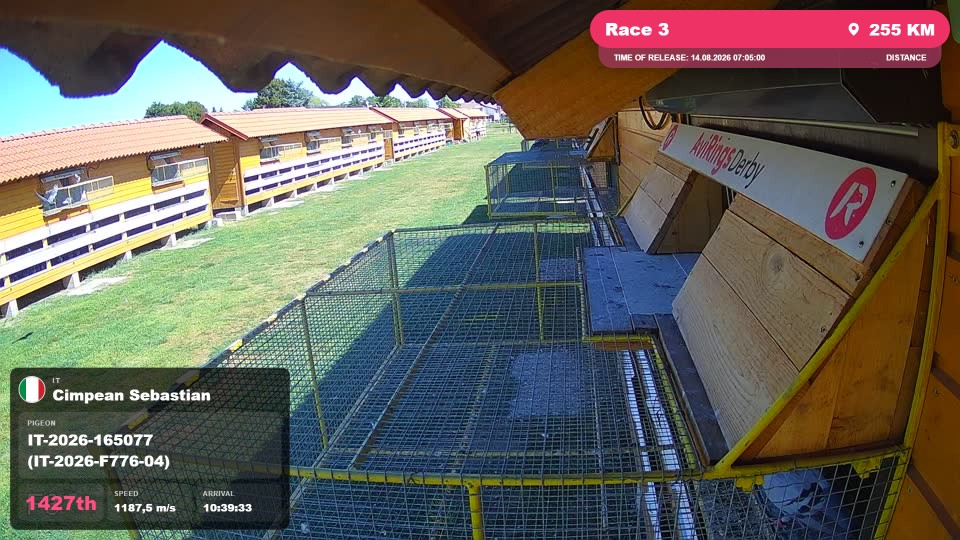Pigeon Arrival Image For Race Race 3