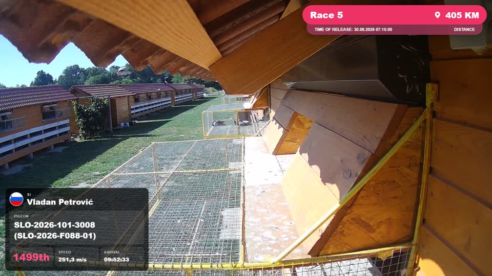 Pigeon Arrival Image For Race Race 5