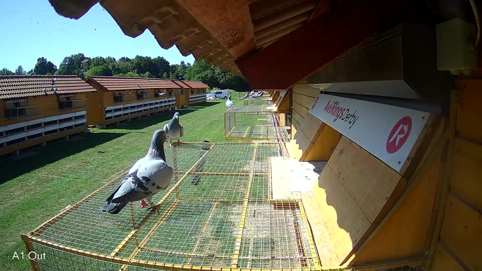 Pigeon Arrival Image For Race Race 2