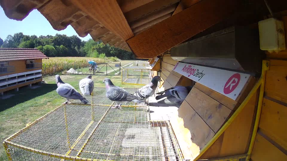 Pigeon Arrival Image For Race Race 3