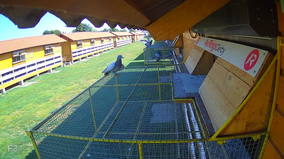 Pigeon Arrival Image For Race Race 2