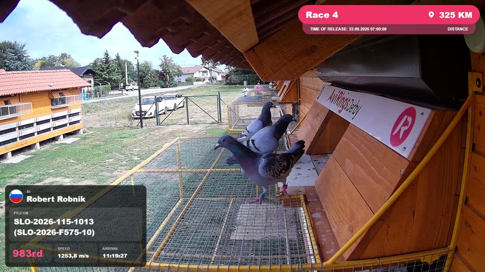 Pigeon Arrival Image For Race Race 4