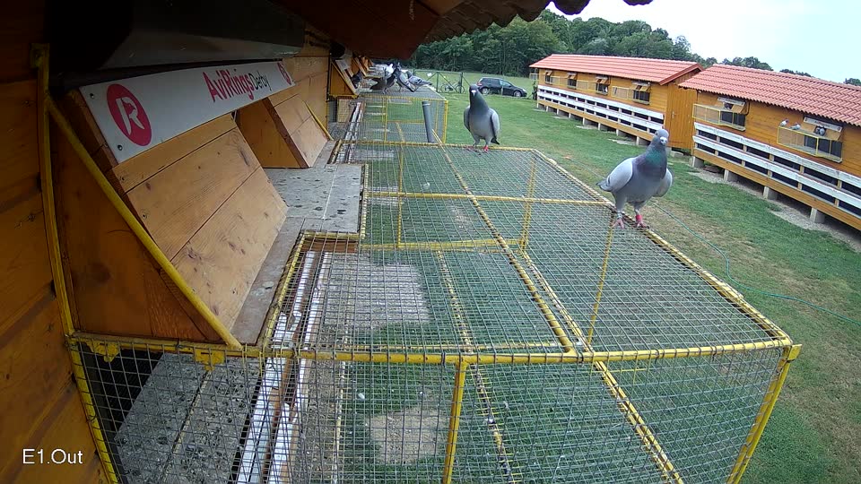 Pigeon Arrival Image For Race Race 3