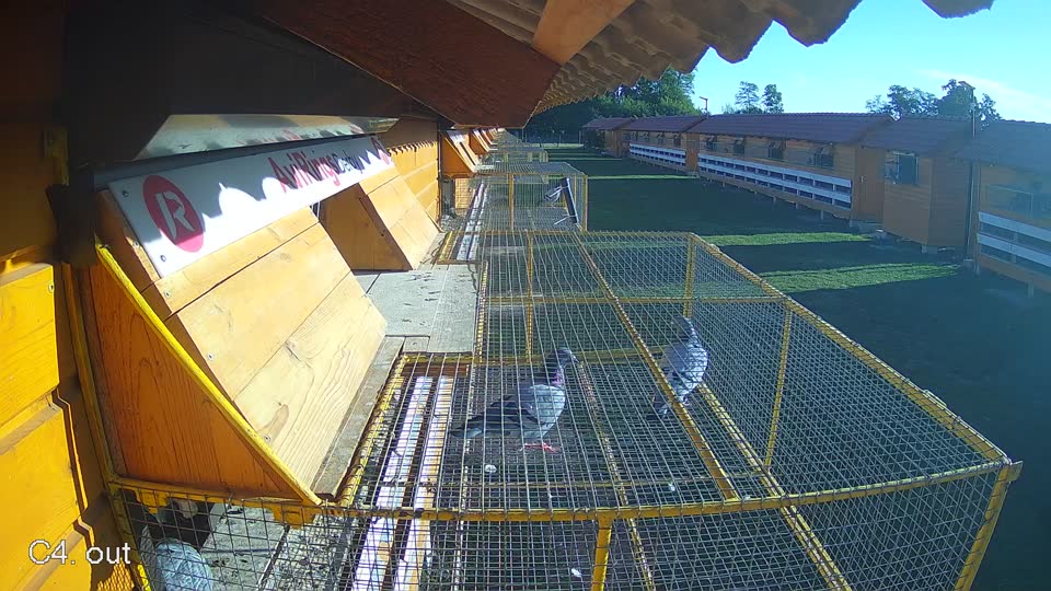 Pigeon Arrival Image For Race Final Race 1/3