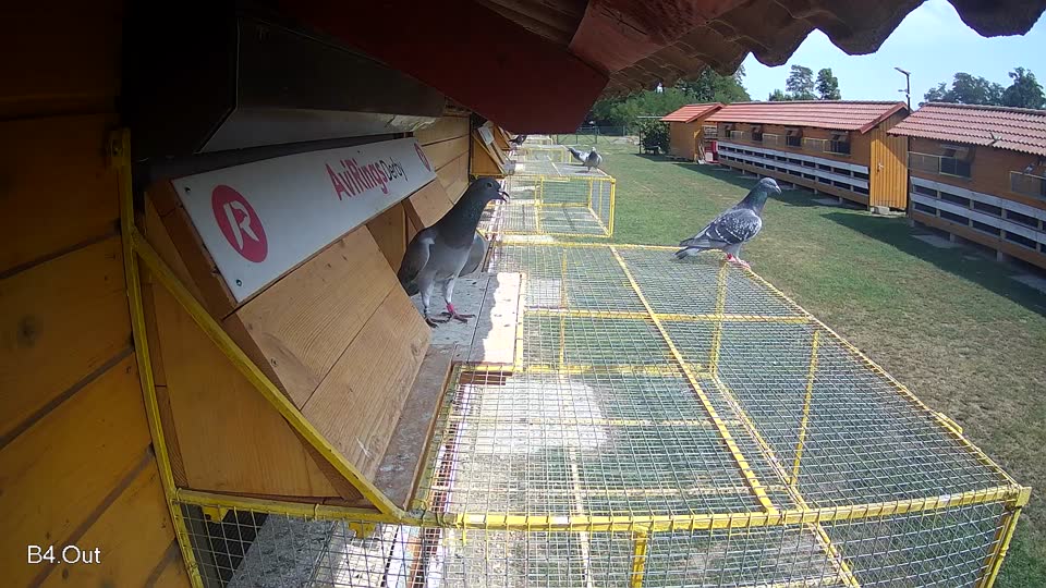 Pigeon Arrival Image For Race Race 4