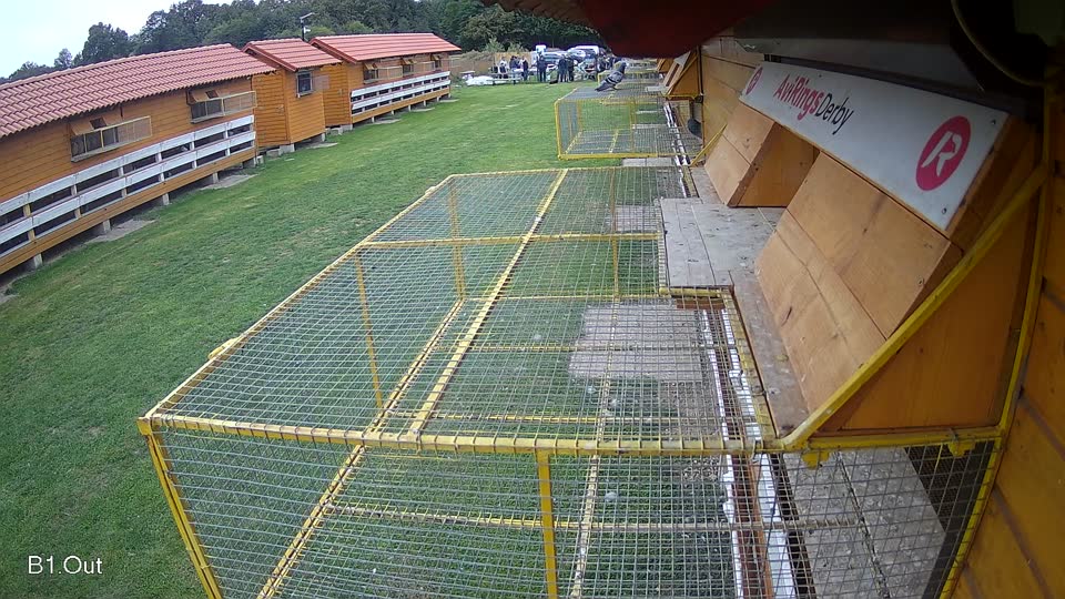 Pigeon Arrival Image For Race Final race 3