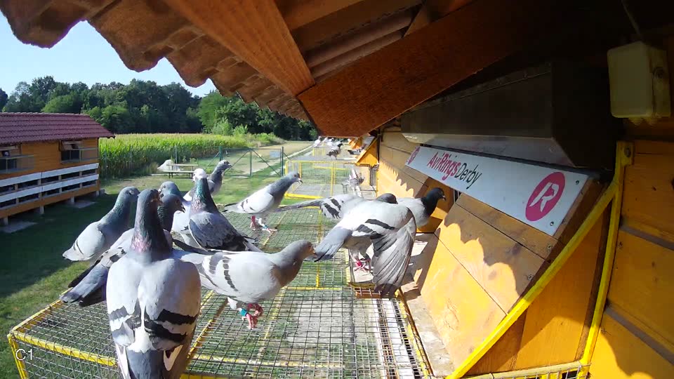 Pigeon Arrival Image For Race Race 1