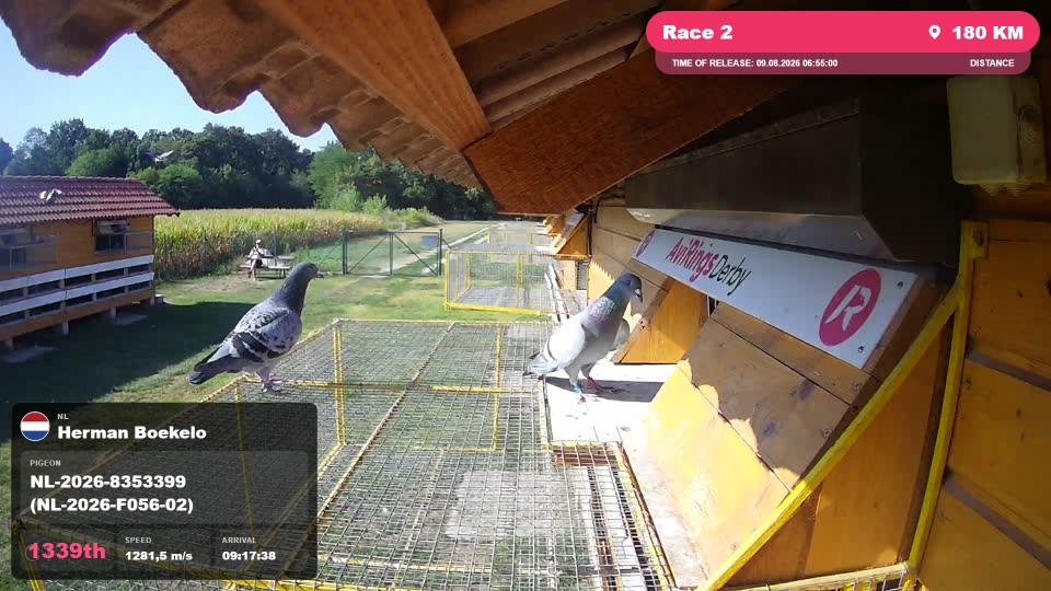 Pigeon Arrival Image For Race Race 2