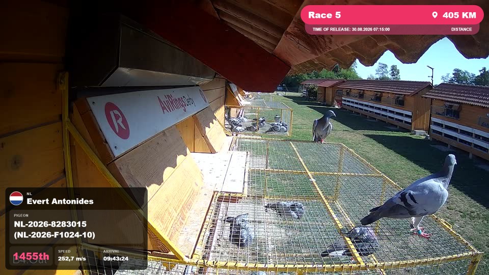Pigeon Arrival Image For Race Race 5