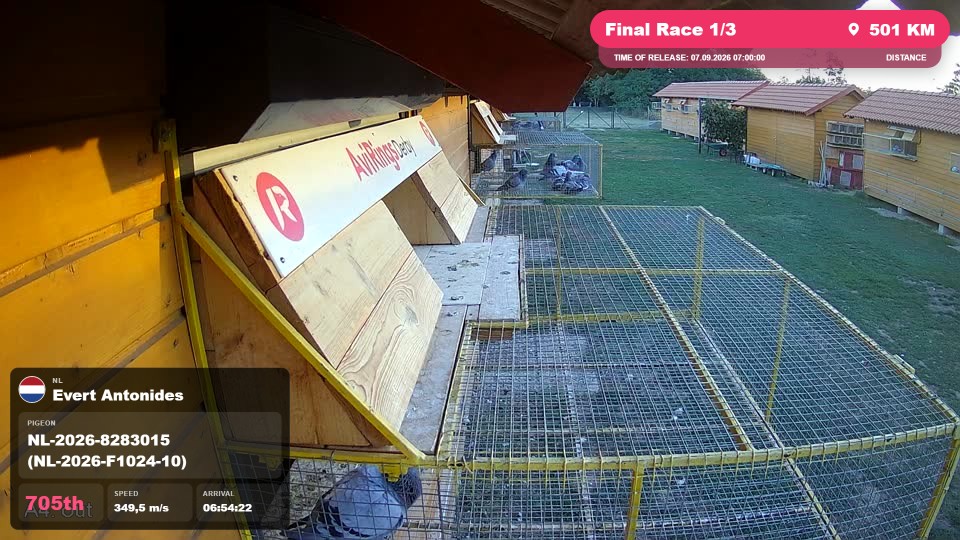 Pigeon Arrival Image For Race Final Race 1/3
