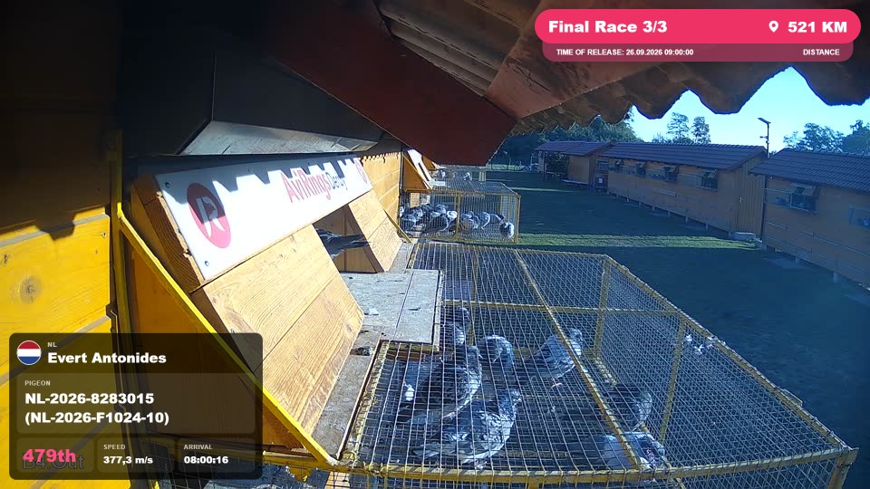 Pigeon Arrival Image For Race Final Race 3/3