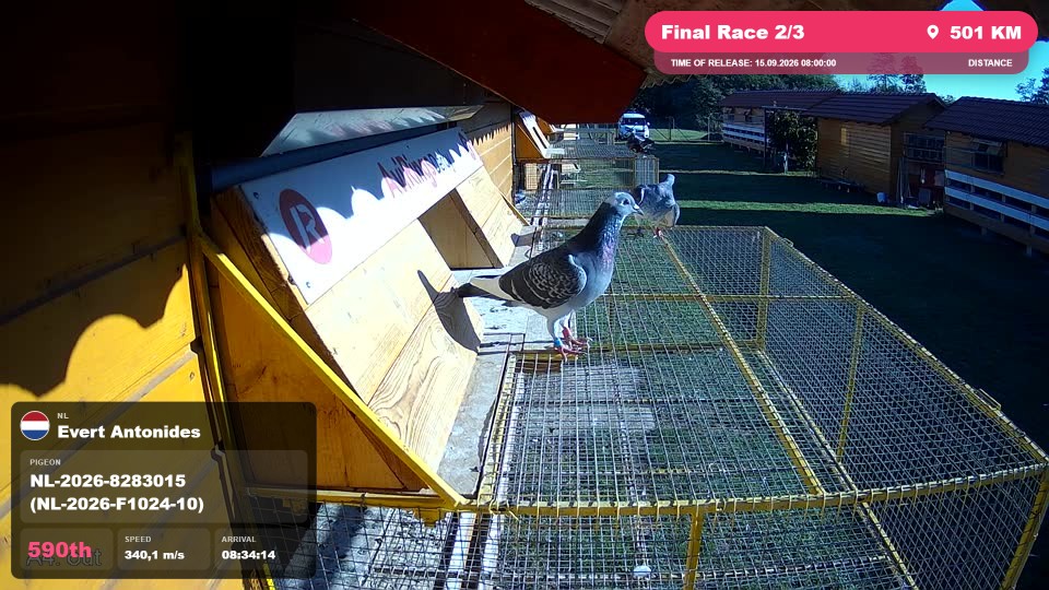 Pigeon Arrival Image For Race Final Race 2/3