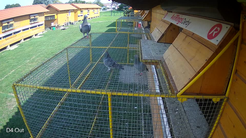 Pigeon Arrival Image For Race Final race 1