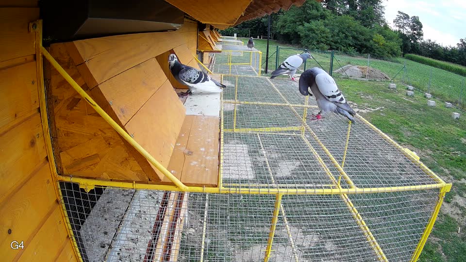 Pigeon Arrival Image For Race Race 3