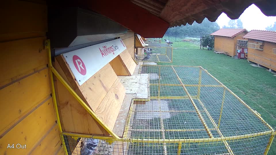 Pigeon Arrival Image For Race Final race 1