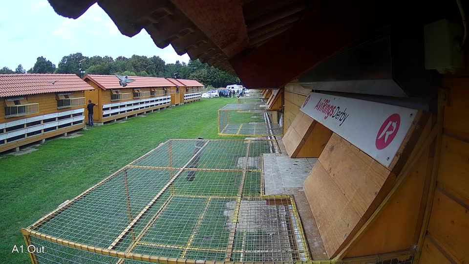 Pigeon Arrival Image For Race Final race 2