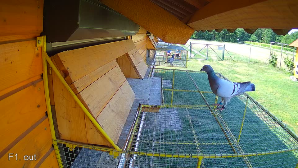 Pigeon Arrival Image For Race Race 1