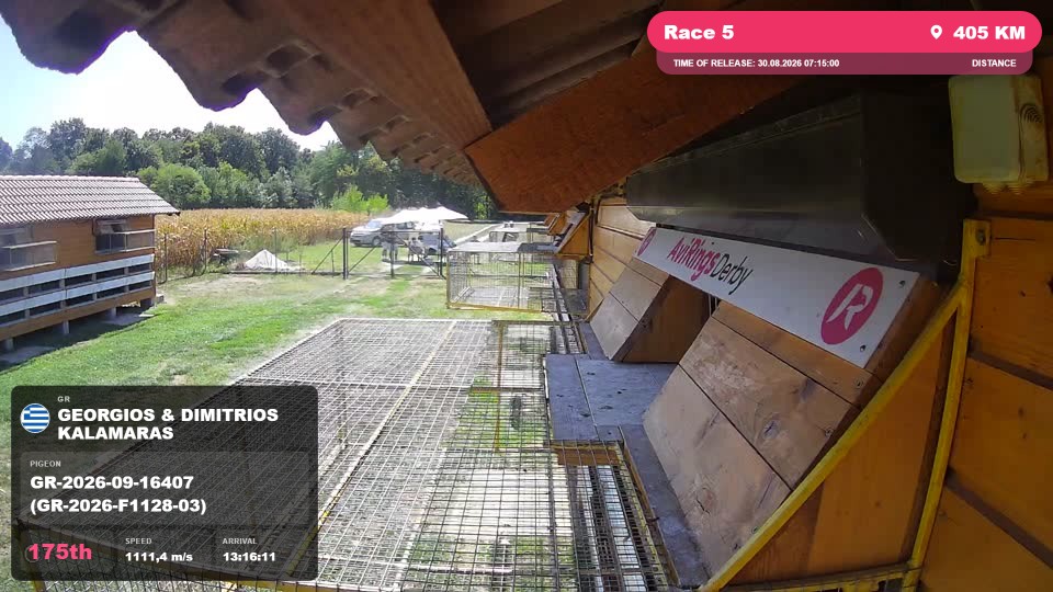Pigeon Arrival Image For Race Race 5