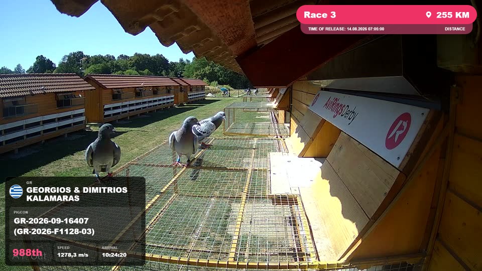Pigeon Arrival Image For Race Race 3