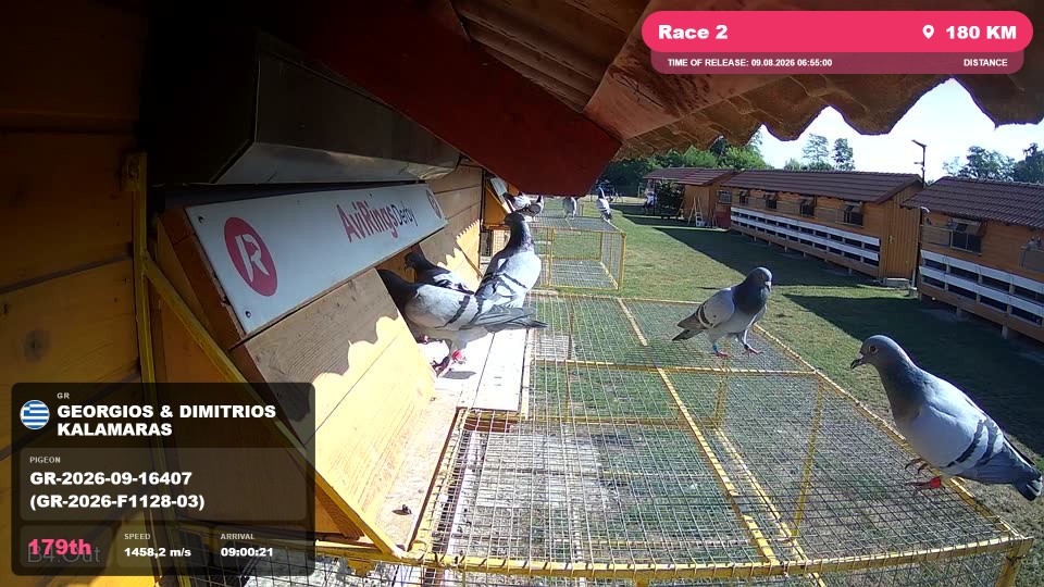 Pigeon Arrival Image For Race Race 2