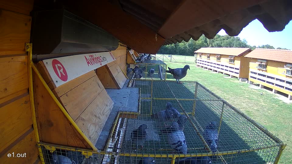 Pigeon Arrival Image For Race Race 5