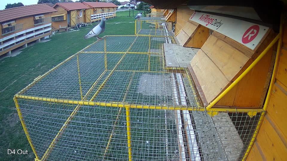 Pigeon Arrival Image For Race Race 6