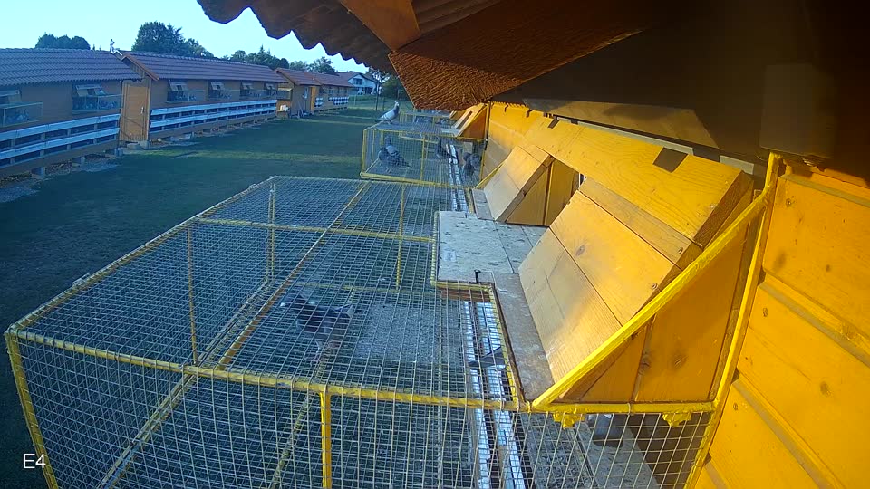 Pigeon Arrival Image For Race Race 3