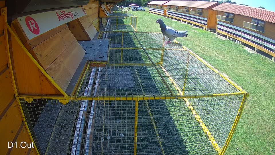Pigeon Arrival Image For Race Race 5