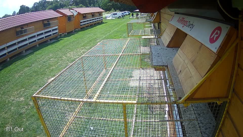 Pigeon Arrival Image For Race Race 6