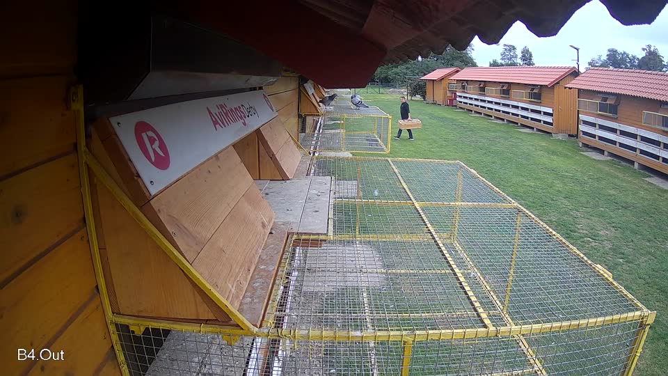 Pigeon Arrival Image For Race Final race 3