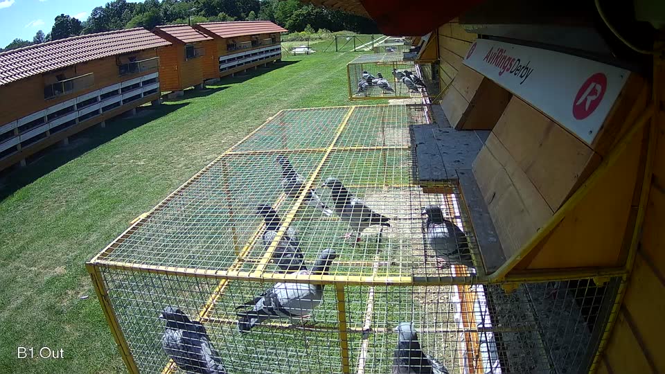 Pigeon Arrival Image For Race Race 2