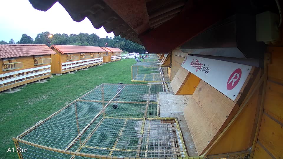 Pigeon Arrival Image For Race Final race 1