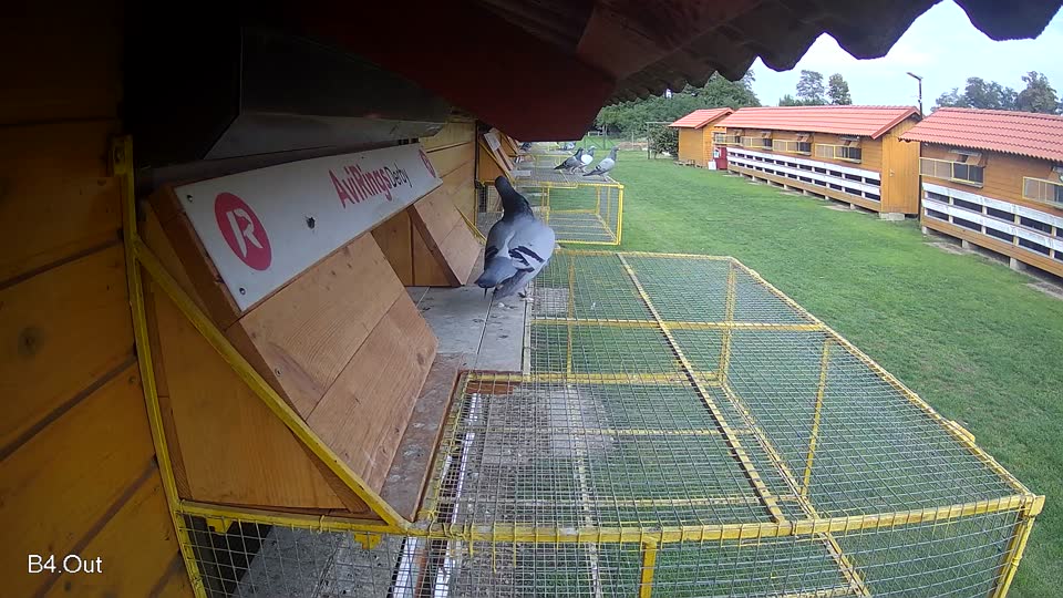 Pigeon Arrival Image For Race Final race 2