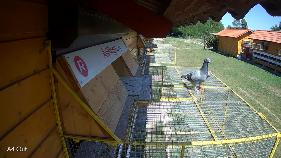 Pigeon Arrival Image For Race Race 5