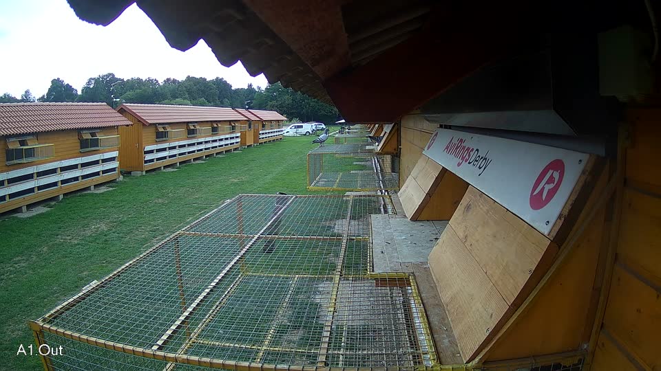 Pigeon Arrival Image For Race Race 6